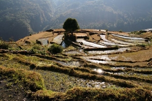 Reisfelder in Nepal